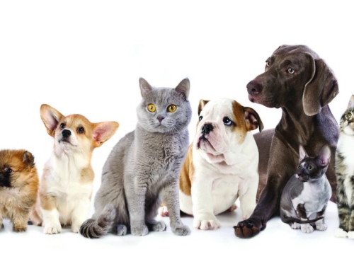 SABATO 23 MARZO – GIORNATA PROMOZIONALE ROYAL CANIN